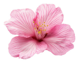 Naklejka premium Pink hibiscus flower with delicate petals close-up. Nature and beauty concept