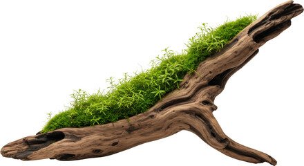 Fototapeta premium Lush Green Moss and Plants Growing on a Rustic Driftwood Piece Nature Decor