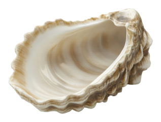 Open seashell with creamy interior against transparent background, nature detail concept