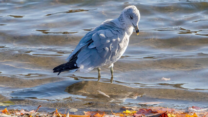 Seagulls staying by the water