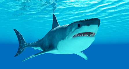 Ocean Great White Shark - The Great White Shark is an apex-predator which can grow over 26 feet or 8 meters and live for 70 years or more.