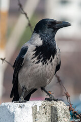 crow on a concrete pillar
