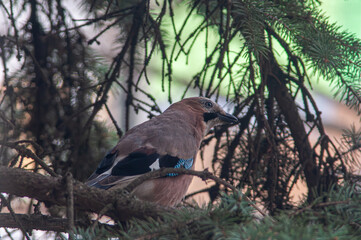 a closeup shot of a bird jay