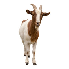Obraz premium Brown and White Goat Standing Isolated on a Transparent Background