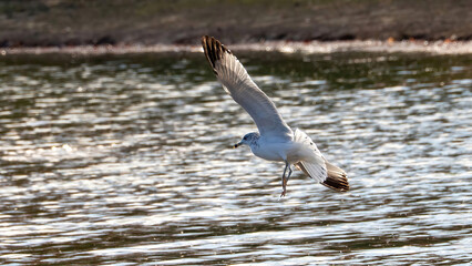 Seagulls flying over the lake