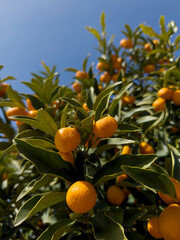 Kumquat: The Small and Exquisite Golden Citrus