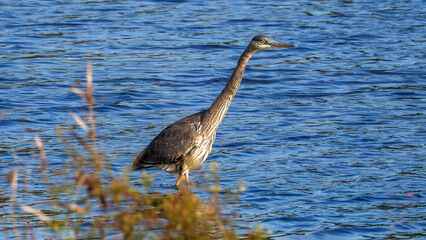 Naklejka premium Herons wandering in the water