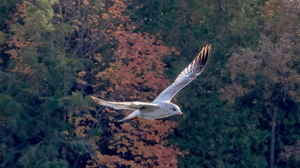 Seagulls flying in the sky