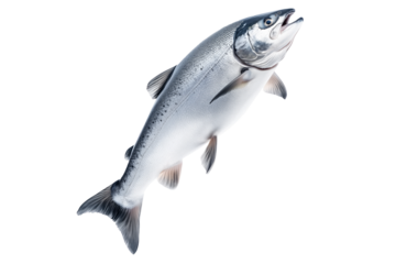 Silver salmon fish with fine details, textured scales and fins isolated on white transparent background. Concept of aquatic life