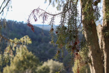 Thorny branches and leaves of juniper laden with berries known as galls or juniper berries