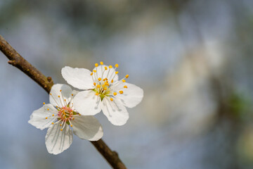 A Beautiful White Flowering Branch is in Full Bloom, showcasing its natural elegance and charm
