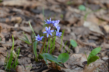 Scilla Siberica (Spring Beauty) first spring flower blooms against background of old fallen leaves. Springtime , awakening of nature concept.