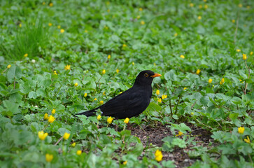 Wild blackbird (Turdus merula) male standing among yellow blooming wild spring buttercups.Wild birds in spring, fauna ,wildlife concept.