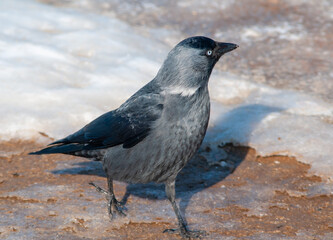jackdaw on the beach
