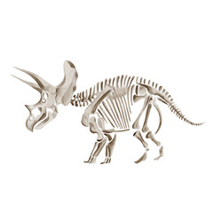 Treceratops dinosaur skeleton. Beige fossil. Bones in monochrome. Museum exhibit. Prehistoric find. Watercolor illustration isolated from background. Hand drawn. © Alena Sid
