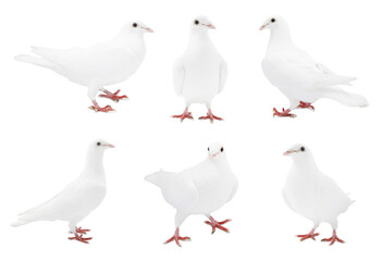 Beautiful dove isolated on white, collage of photos