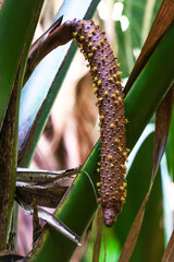 Catkin-shaped male inflorescence of Seychelles palm. Coco-de-mer. Lodoicea
