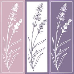 Fototapeta premium Lavender Plant Line Art on Pastel Pink and Lavender Backgrounds — Minimal Botanical Outline Illustrations for Wall Art, Stationery, Postcards, and Textile Design.