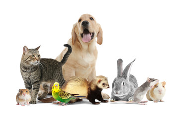 Group of cute domestic pets on white background