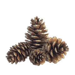 Three pine cones clustered together nature's art rustic beauty