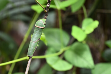 A common Mormon caterpillar can be seen on the stem of a curry leaf plant