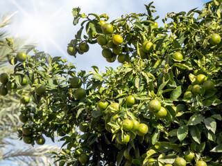 Citrus is a genus of flowering trees and shrubs in the family Rutaceae. Plants in the genus produce citrus fruits, oranges, mandarins, lemons, grapefruits, pomelos, and limes. 