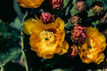 Close-up of Kingman Prickly-pear Cactus in full bloom