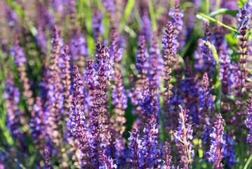 Naklejka premium Purple flowers of Salvia nemorosa.