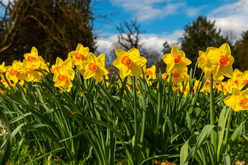 Fototapeta premium Bright yellow daffodils bloom in a lush garden under a clear blue sky on a sunny spring day