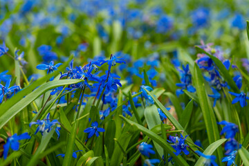 Vibrant blooming blue flowers in lush green grass during a sunny spring day