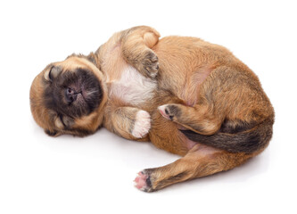 Little sleeping puppy.