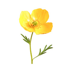 Naklejka premium Bright Yellow Flower Delicate Beauty Springtime Bloom Nature's Sunshine