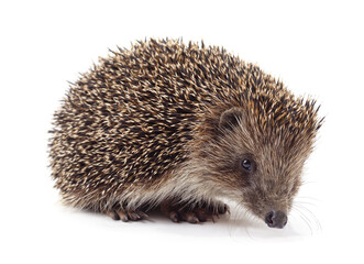 One hedgehog isolated.