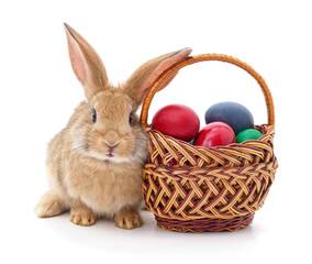 Easter bunny with colored eggs.