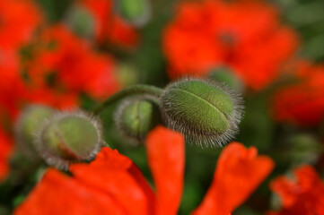 beautiful macro image of poppy buds