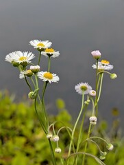 Fresh Common Daisies in Bloom – Delicate White Petals and Yellow Centers in a Vibrant Spring Meadow