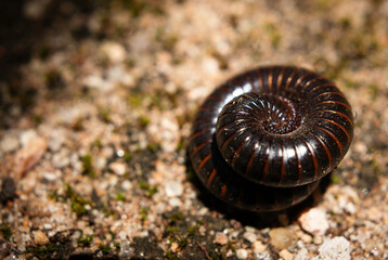 piolho de cobra imbua