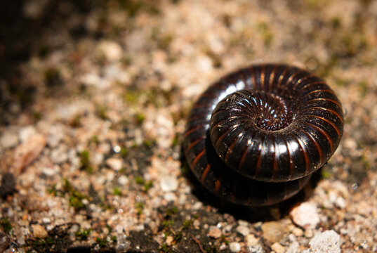piolho de cobra imbua