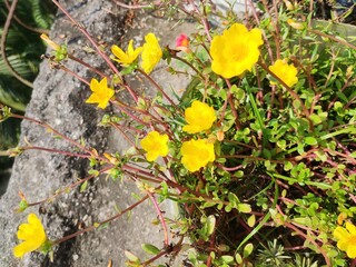Yellow Portulaca flower. Portulaca is the type genus of the flowering plant family Portulacaceae. They are known as the purslanes.