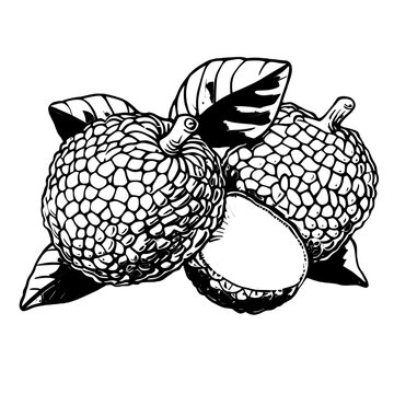 vector illustration of a Bread fruit, Bead fruit art, Bread fruit SVG, Pana, Panapen 