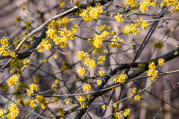 yellow flowers on a tree