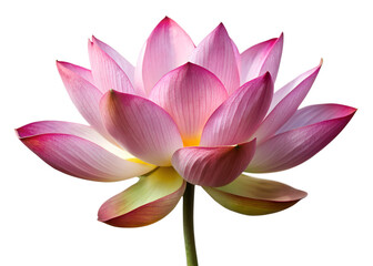 Fototapeta premium lotus flower isolated on white