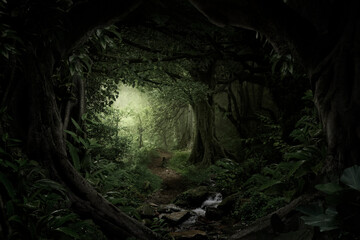 Dim light filters through the dense foliage of a tropical rainforest.