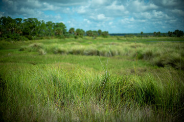 Tall Grass Marsh