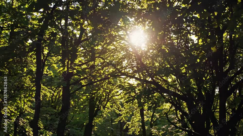Poster a serene video capturing sunlight filtering through lush green tree branches from a low-angle perspe