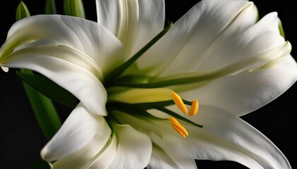 Obraz premium Close Up White Lily Flower