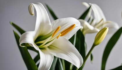 Fototapeta premium A Delicate White Lily in Bloom