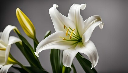 Obraz premium White Lily Flower Close-Up
