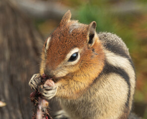 Chipmunk eating sitting on a log