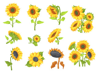 Cartoon sunflowers set. Sunflower stem bouquet, spring summer rustic farm field wild flowers with leaves and seeds botanical wedding sun flower plants, neat vector illustration